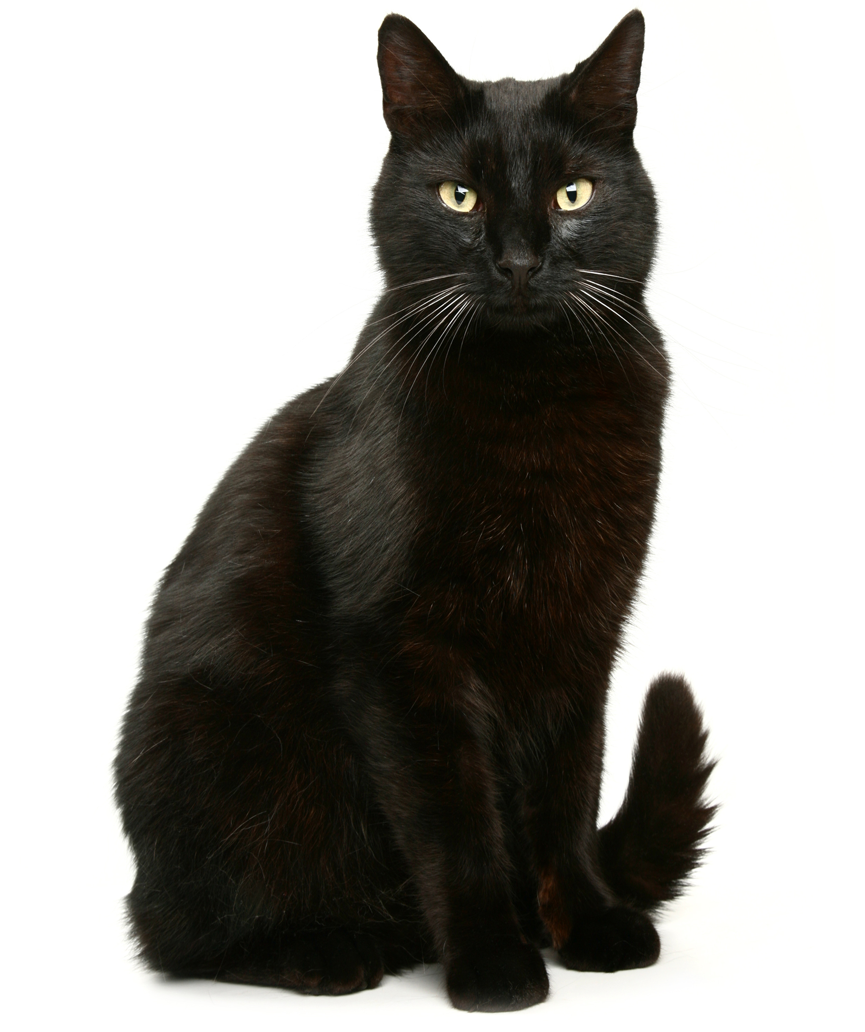 old black cat