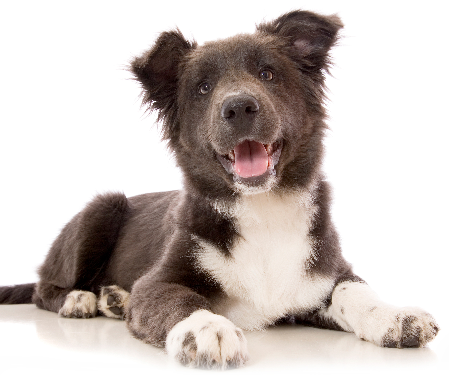 puppy care in plantation and Ft. Lauderdale, fl