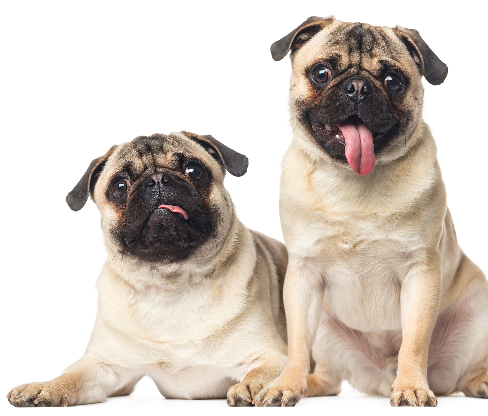 two pugs with mouths open