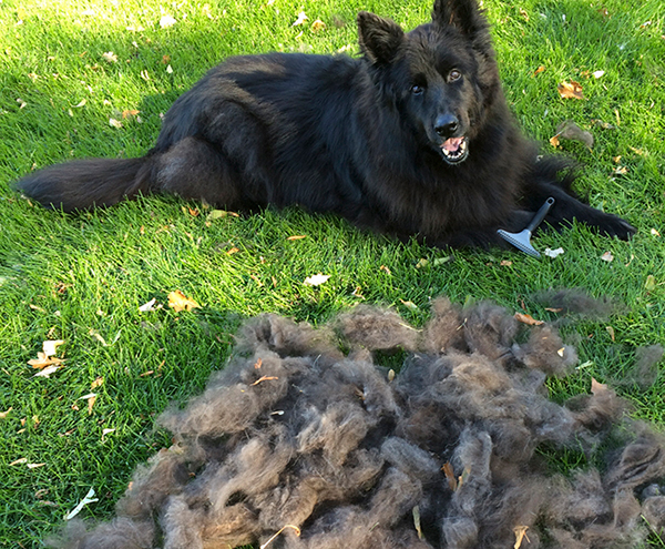 Your Dog Excessively Shedding, How To Help A Dog Shed Its Winter Coat