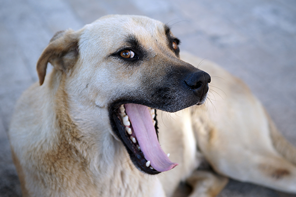 Does Your Dog Have Bad Breath? Here's What You Need to ...