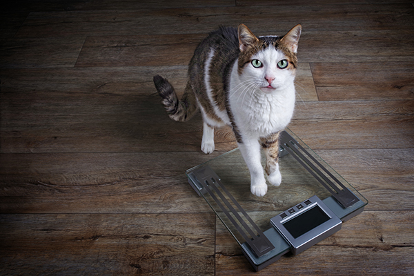 cat losing weight