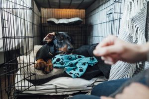 Doberman puppy laying in its bed inside a dog cage in the morning. It's in the North East of England. It's being let out.