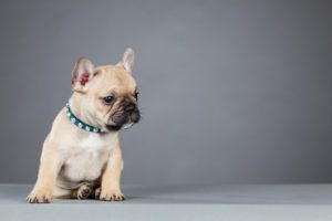French Bulldog puppy sitting down and leaning to the side. He's wearing a blue rhinestone collar and looking to the side.