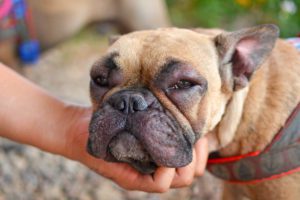 5 Signs Your Pet Needs to See an Emergency Vet