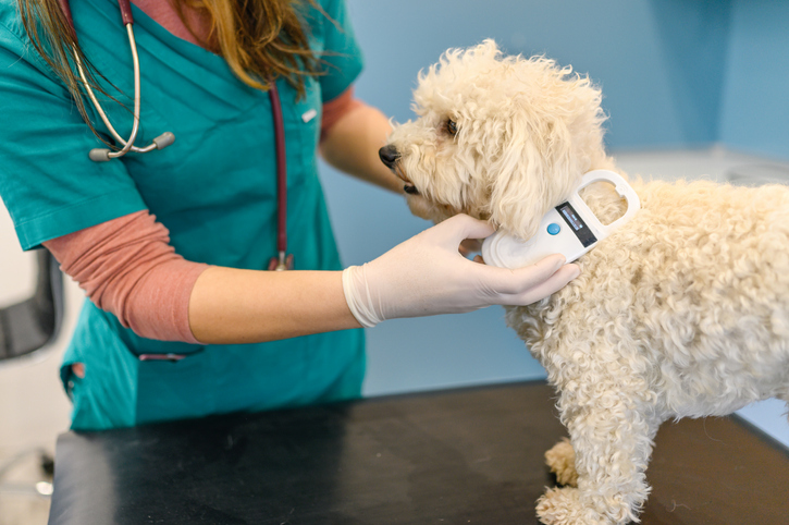 Everything You Need To Know About Microchipping Dogs in Plantation, FL