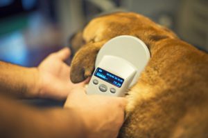 Everything You Need To Know About Microchipping Dogs