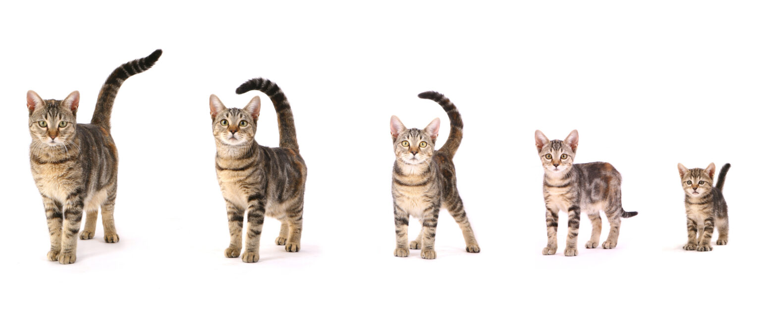 When Do Cats Stop Growing? | Central Broward Animal Hospital