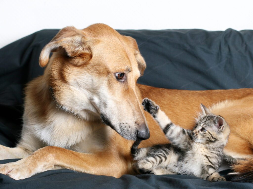 Dogs Be Allergic To Cats