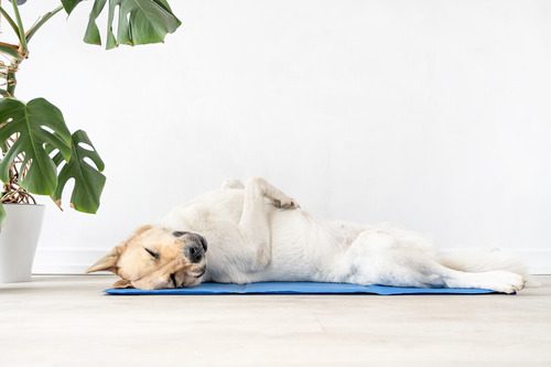 dog-laying-her-back-on-cooling-mat
