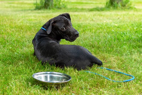 dog-laying-next-to-metal-water-bowl-in-the-grass