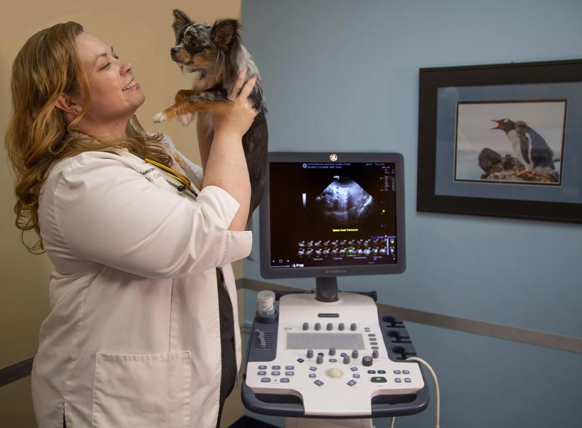Dr. Megan Cassels-Conway holding a small dog beside our ultrasound machine