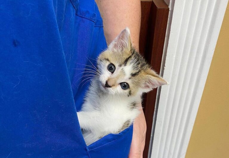 Kitten peeking out of a Central Broward staff member's scrub pocket
