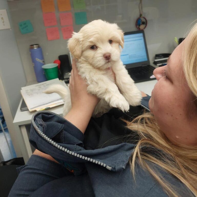 Central Broward staff member holding a small white puppy