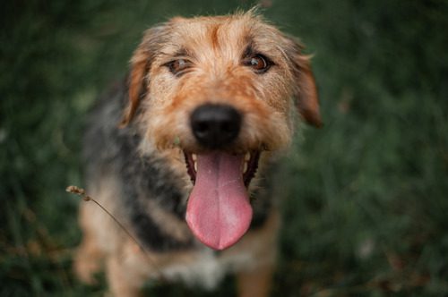 sitting-dog-panting-with-its-tongue-hanging-out