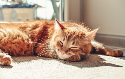 ginger-cat-sleeping-on-sunny-spot-on-carpet