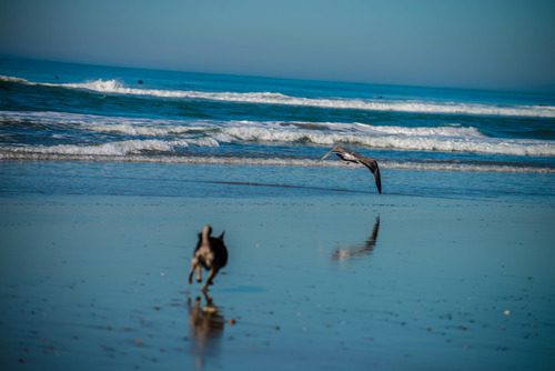 dog-chasing-pelican-bird-on-the-shore-of-a-beach