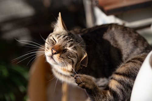 cat-scratching-its-ear-with-its-paw