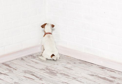 dog-facing-corner-wall