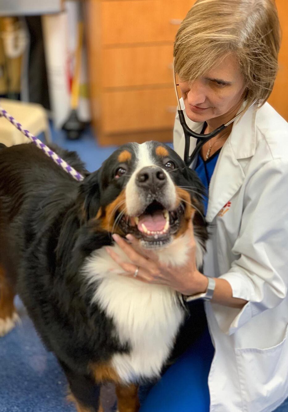 Doctor Checking Australian Shepherds Heartbeat