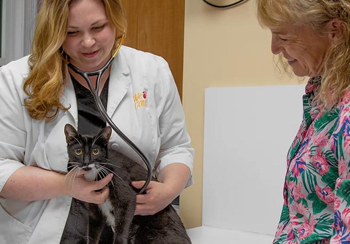 Doctor Checking Black Cats Heartbeat