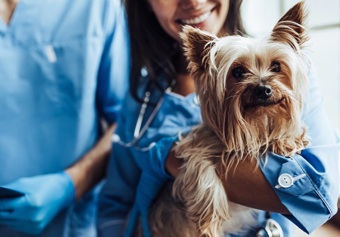 Doctor Holding Yorkshire Terrier