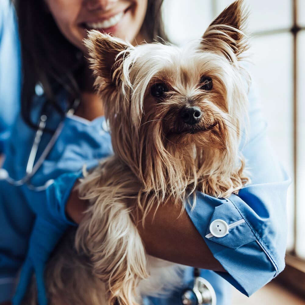 Doctor Holding Yorkshire Terrier Square