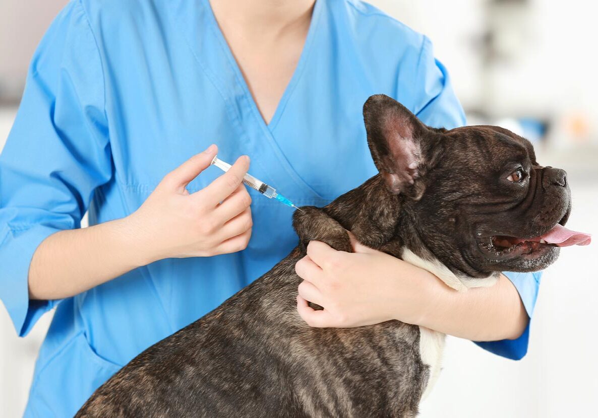 Doctor Vaccinating French Bulldog