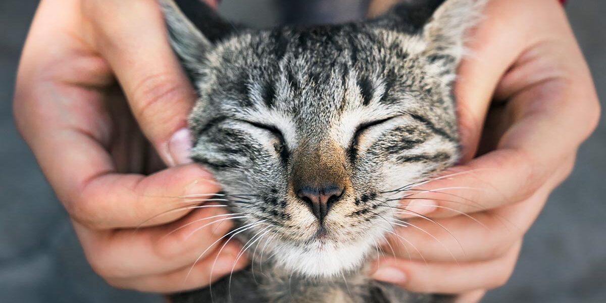 Happy Cat Being Pet By Owner