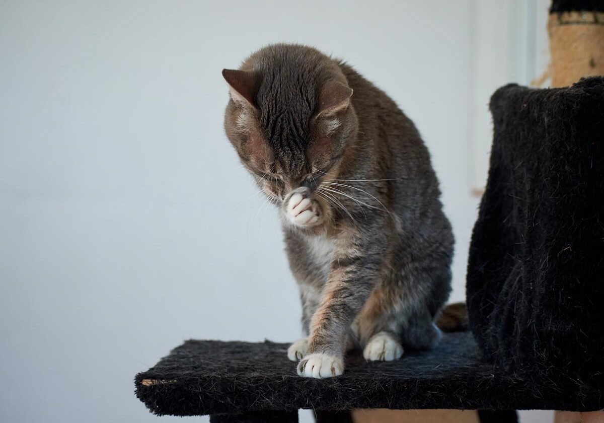 striped cat itching face indoors
