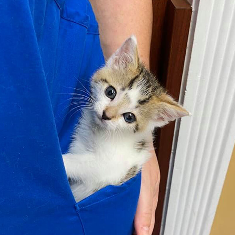 kitten in pocket