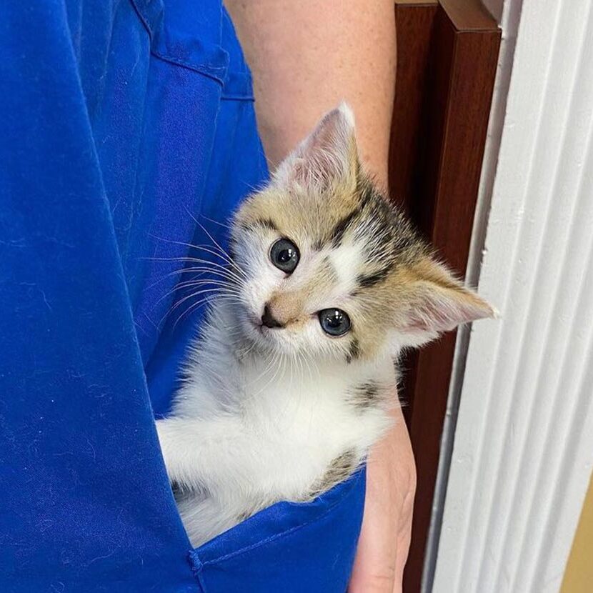 Kitten In Staff Members Scrub Pocket