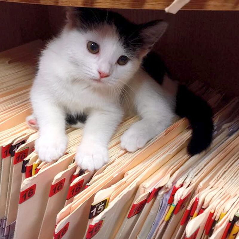kitten on files