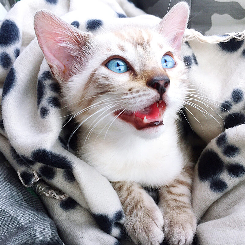 kitten showing teeth