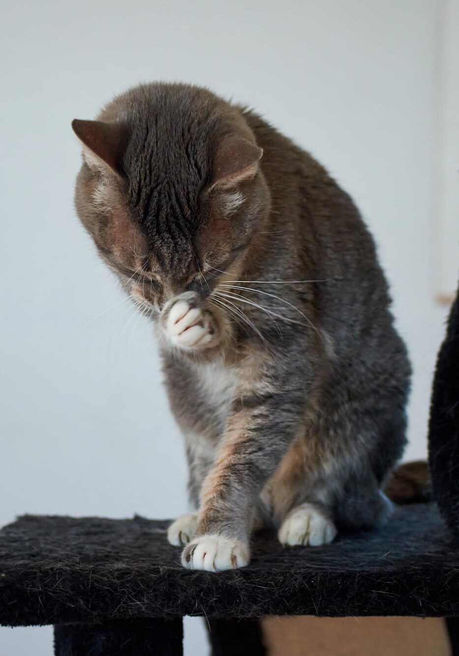 striped cat itching face indoors