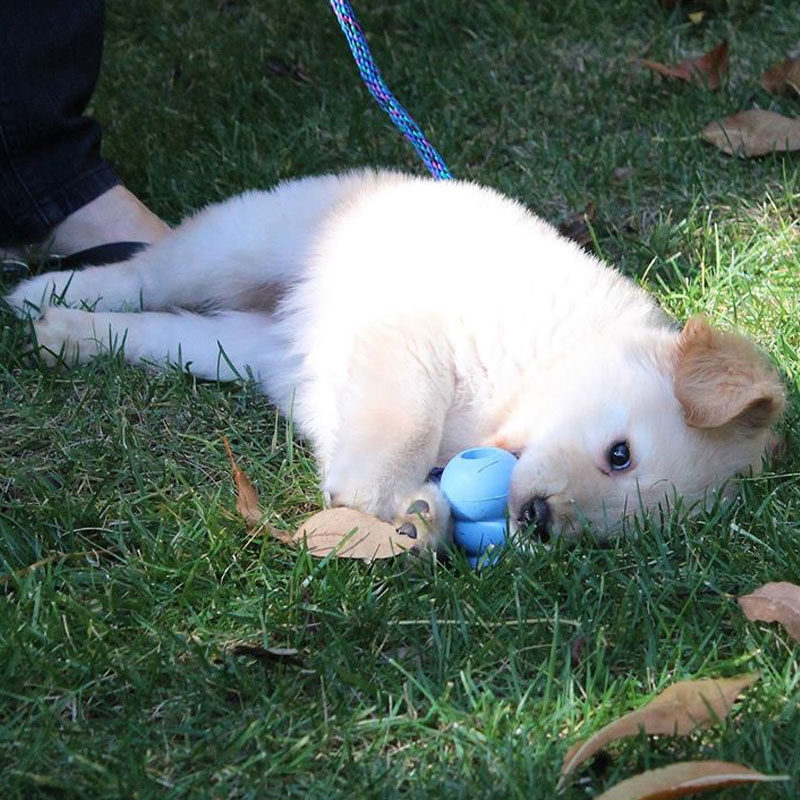 puppy playing in grass with blue chew toy