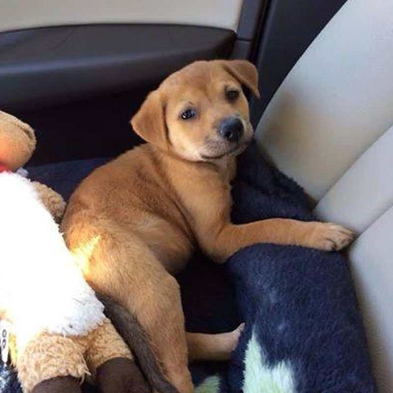 puppy relaxing in seat