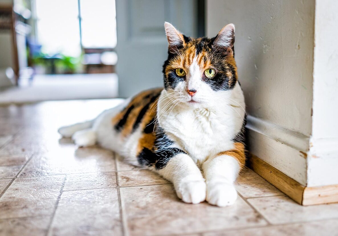 Senior Calico Cat Laying Down Inside