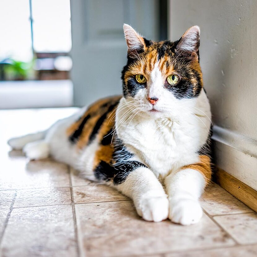 Senior Calico Cat Laying Down Inside