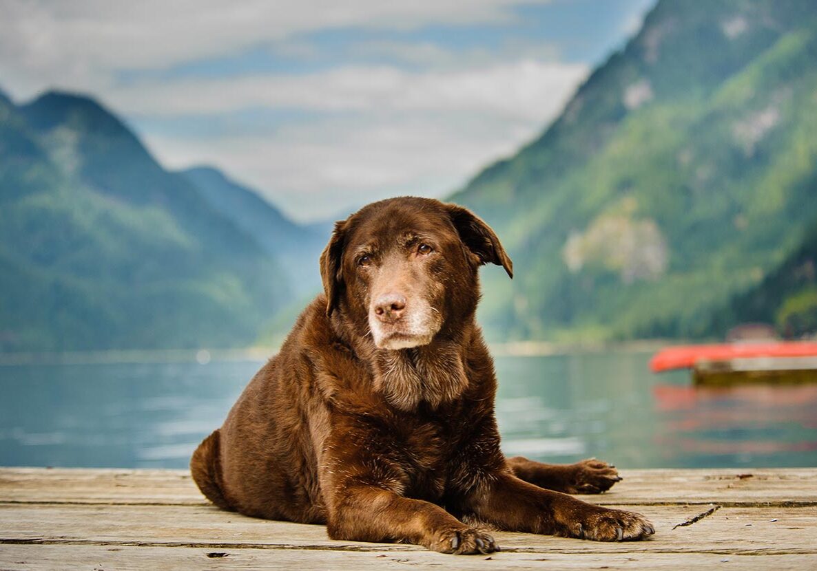 Senior Dog Laying On Dock