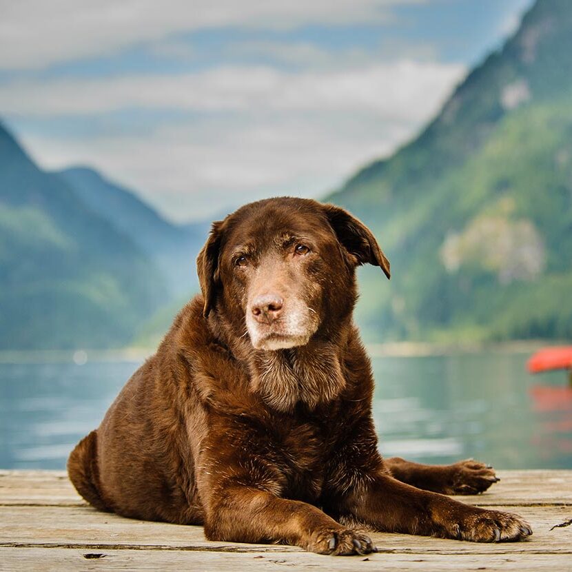 Senior Dog Laying On Dock