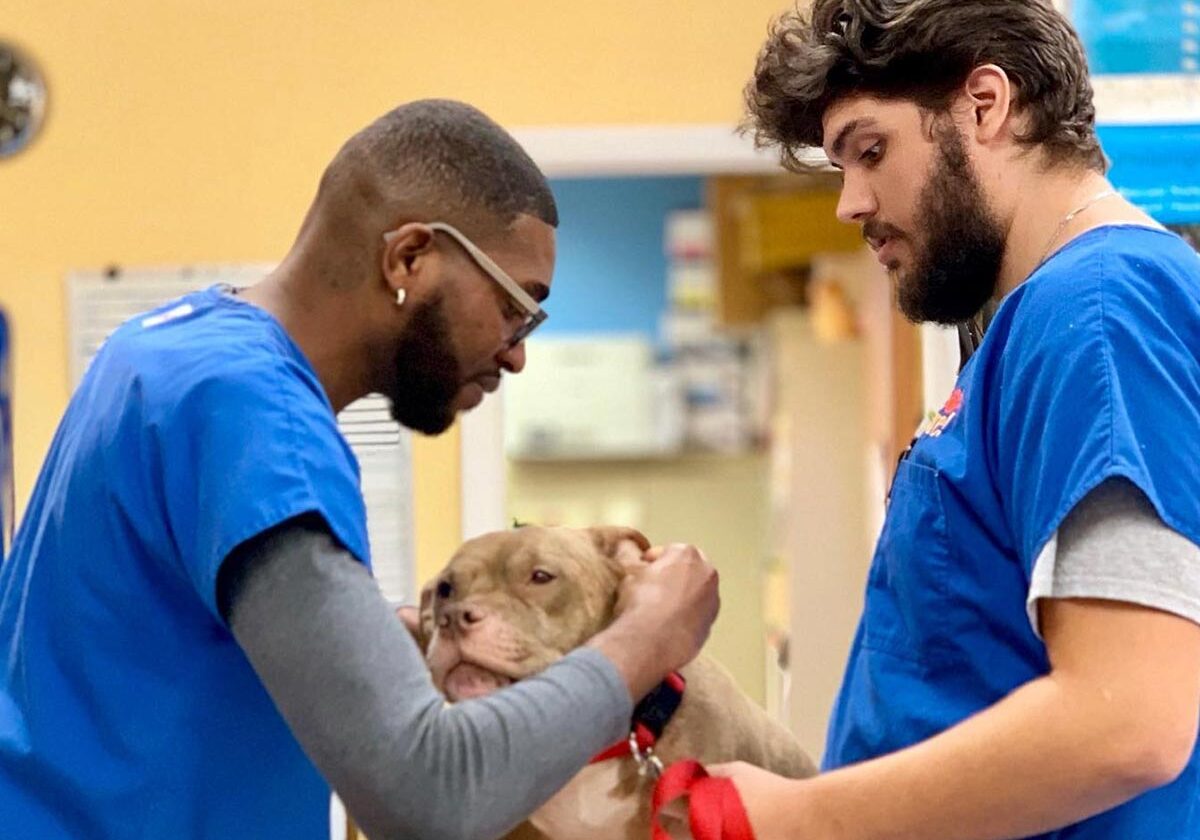 Technicians Checking Sore Spot On Dogs Ear