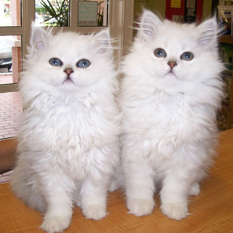 two white cats with blue eyes